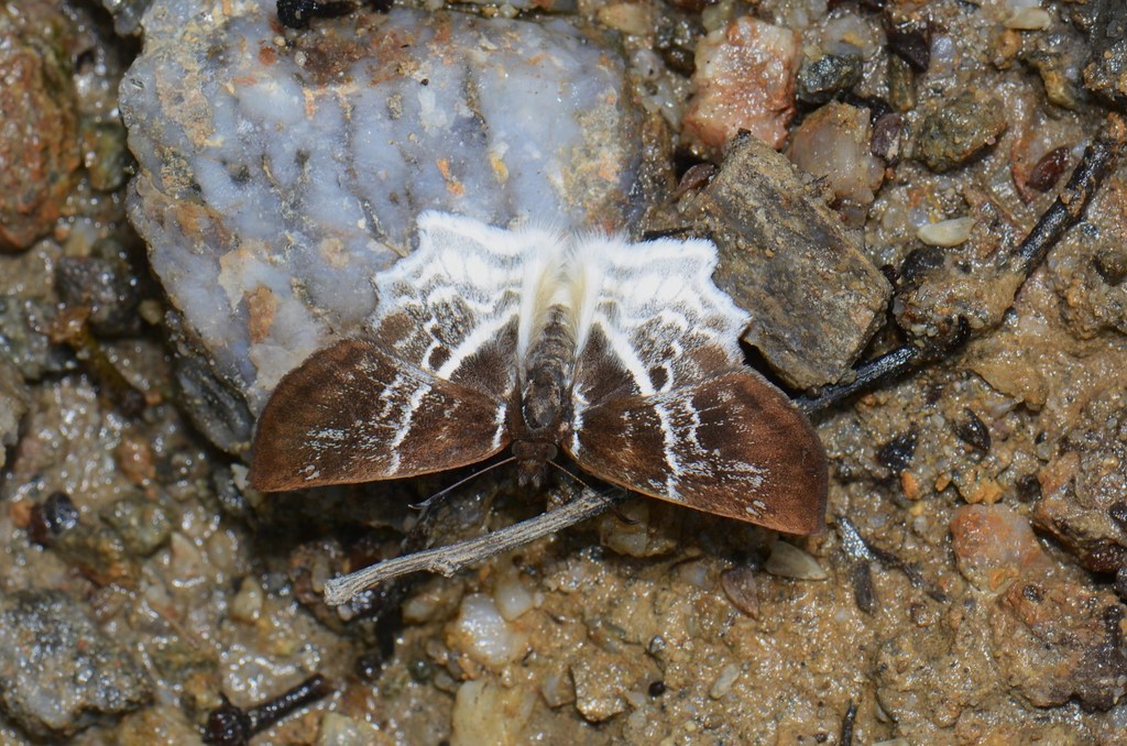 Banded Angle