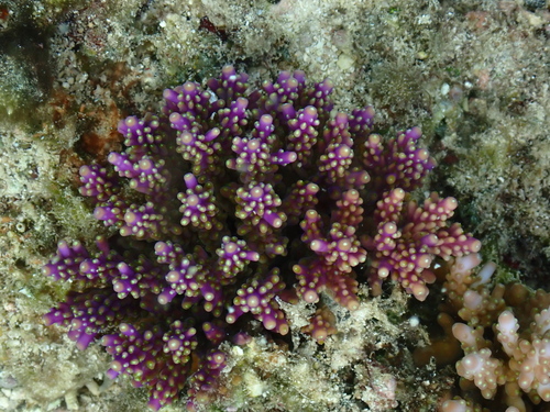 Acropora valida observed 2025-06-25