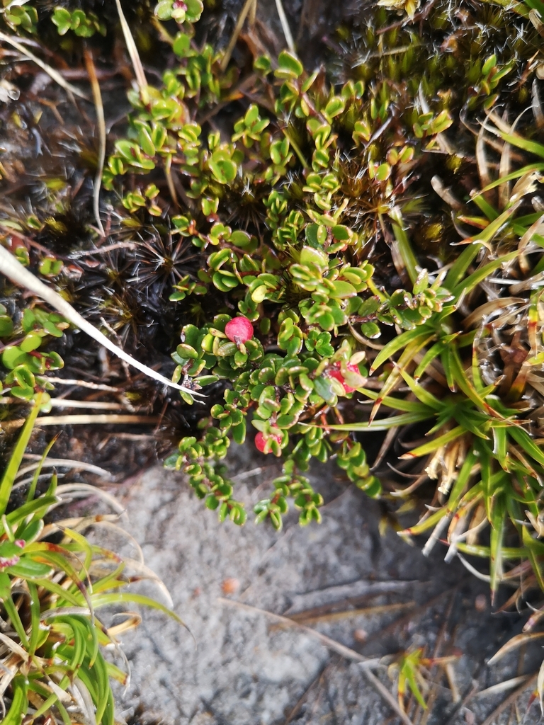 Antarctic mountainberry