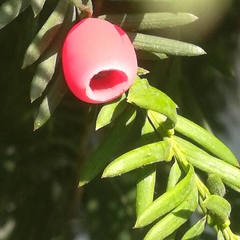 Taxus baccata