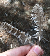 Otus scops