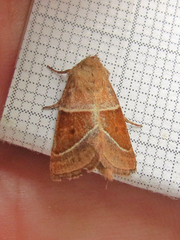 Lemmeria digitalis