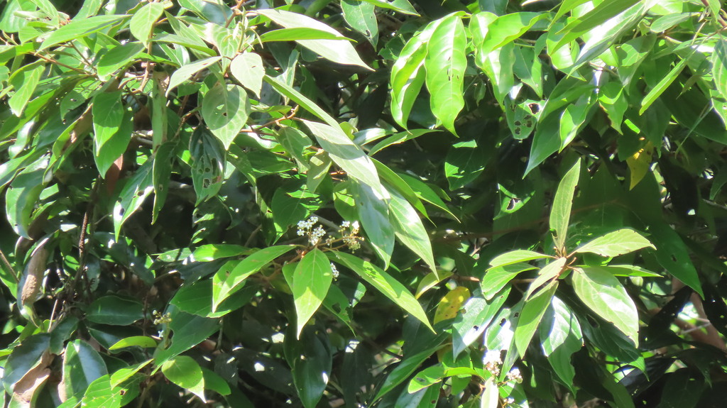 Nectandra globosa