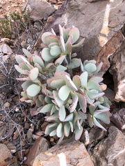 Crassula arborescens
