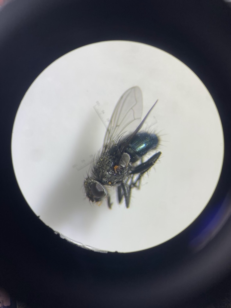 Small Blue Blowfly