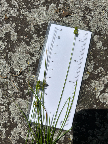 Carex leavenworthii iNat (3)