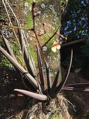 Trichocentrum cebolleta