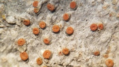 Polycauliona luteominia luteominia