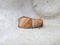 Lemmeria digitalis