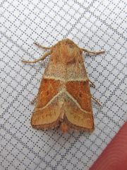 Lemmeria digitalis