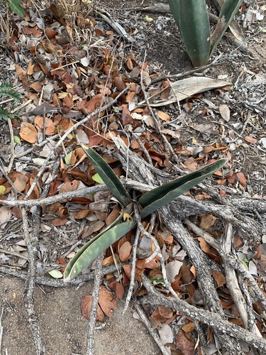 Sansevieria hyacinthoides image