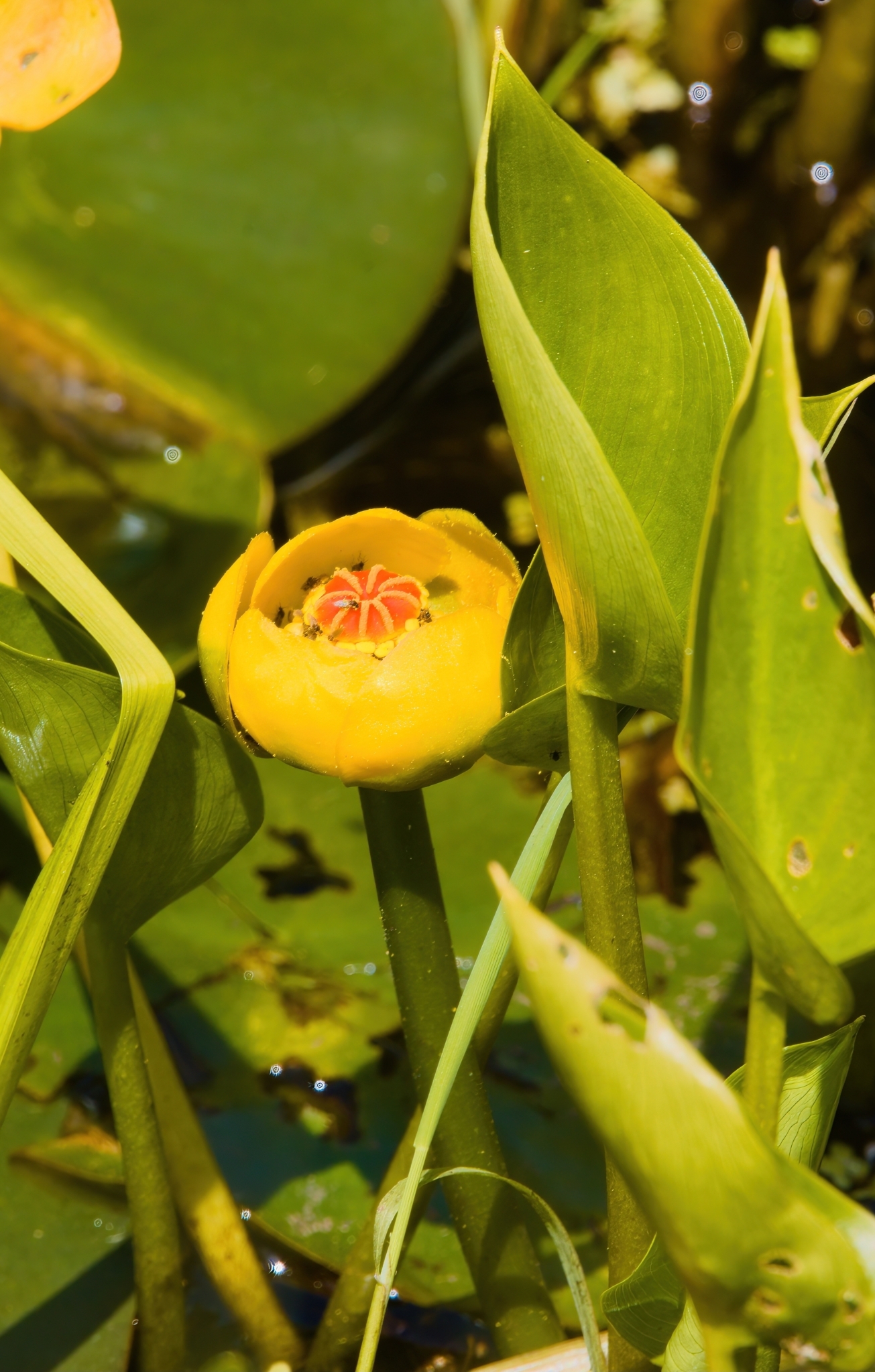 Nenúfar amarillo pequeño