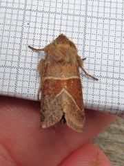 Lemmeria digitalis