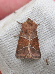 Lemmeria digitalis