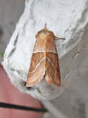 Lemmeria digitalis