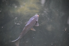 Cyprinus carpio