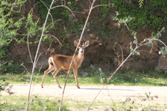 Odocoileus hemionus peninsulae