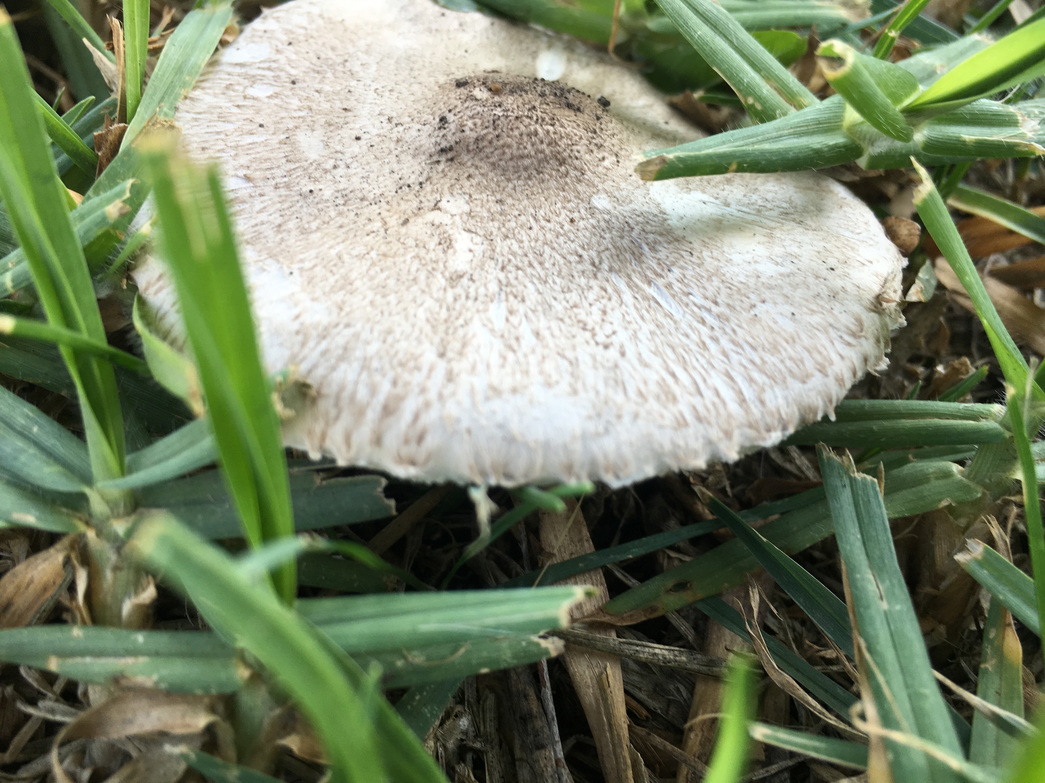 Leucoagaricus barssii image