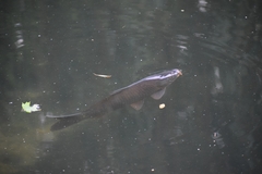 Cyprinus carpio