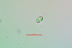 Polycauliona luteominia luteominia