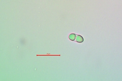 Polycauliona luteominia luteominia