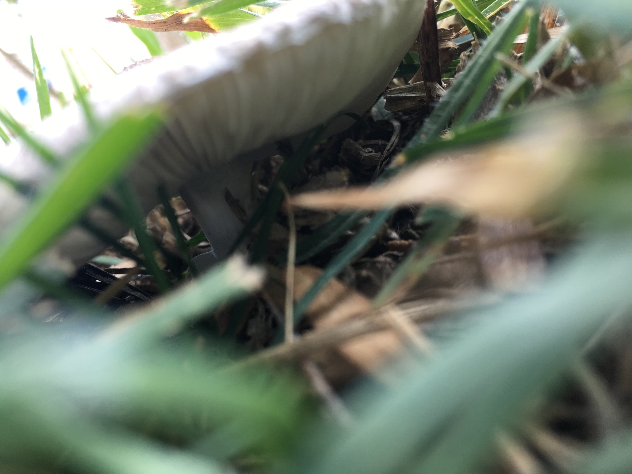 Leucoagaricus barssii image