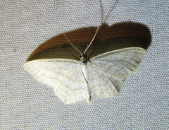 Scopula junctaria