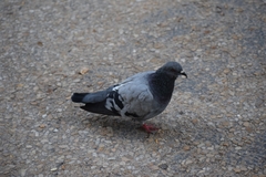 Columba livia domestica
