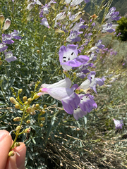 Foothill Penstemon (Penstemon heterophyllus)