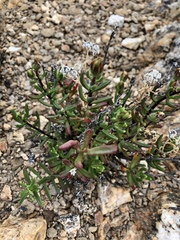 Mesembryanthemum longistylum