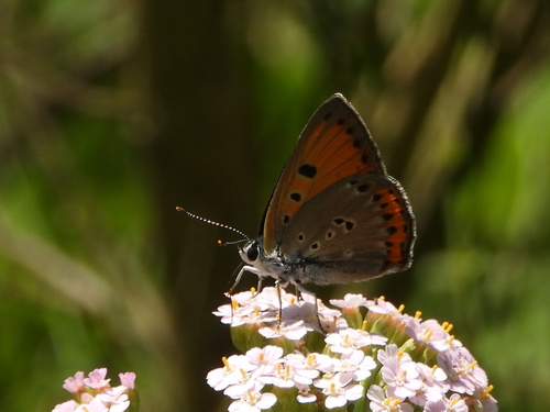 Purple-shot Copper, Provincia del Verbano-Cusio-Ossola, Italia, photo 6 of 10