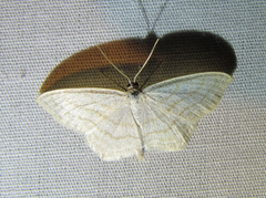 Scopula junctaria