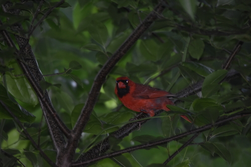 Northern Cardinal photographed in Massachusetts