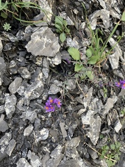 Linaria alpina alpina