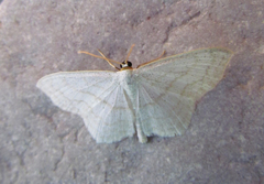 Scopula junctaria