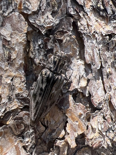 iNaturalist observation photo of Western Sculptured Pine Borer