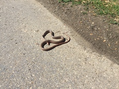 Dolichophis schmidti