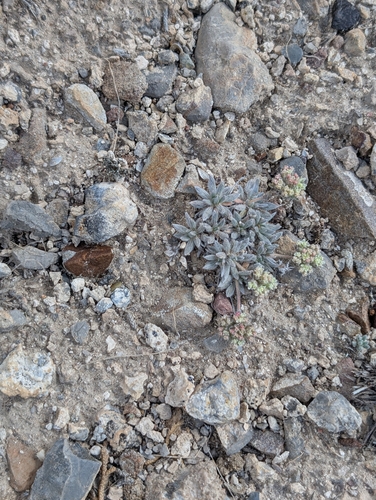 gray buckwheat (Eriogonum villiflorum)