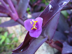 Tradescantia pallida