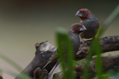 Amadina erythrocephala
