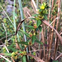 Ludwigia sphaerocarpa