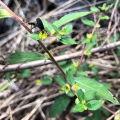 Ludwigia sphaerocarpa