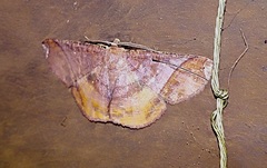 Thysanopyga abdominaria