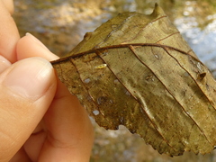 Edwardsiana gratiosa