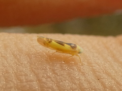 Edwardsiana gratiosa