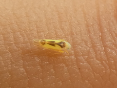 Edwardsiana gratiosa