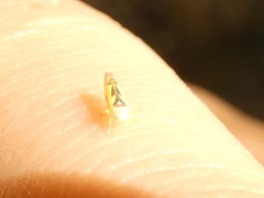 Edwardsiana gratiosa