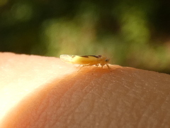 Edwardsiana gratiosa