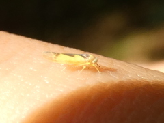 Edwardsiana gratiosa