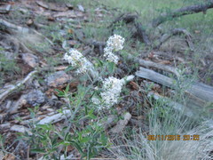 Ceanothus fendleri